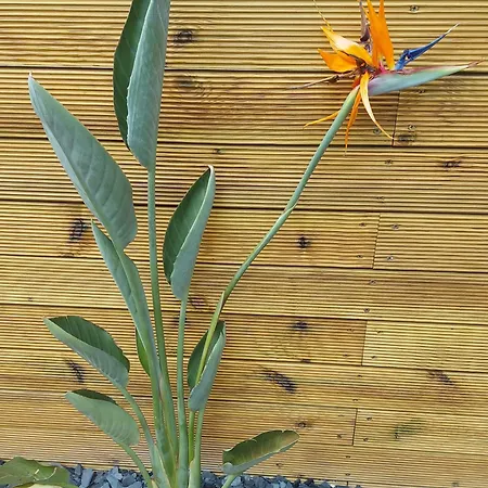 Diromane Penzion Braga