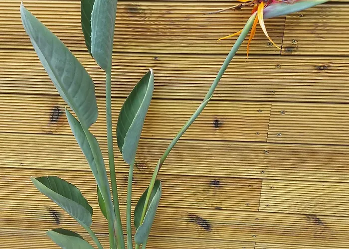 Diromane Affittacamere Braga